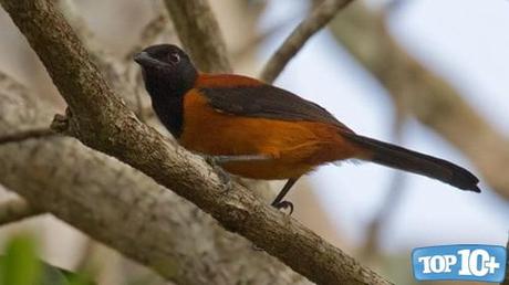 Pitohui dichrous-entre-los-animales-que-no-sabias-que-eran-venenosos