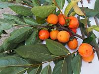 Bizcocho de caqui, nueces y sésamo