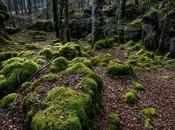 Bosque Encantado Urbasa, lugar donde fácil perderse