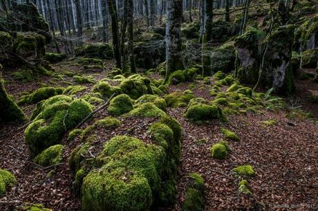 El Bosque Encantado de Urbasa, un lugar donde es muy fácil perderse