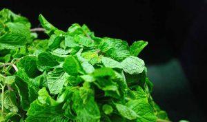 Remedio natural para la tos elaborado con hierbabuena Remedio natural para la tos elaborado con hierbabuena