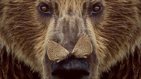 Cánticos cántabros