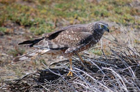 La estepa patagónica es la antesala una gran ldiversidad de flora y fauna, únicas en el mundo.