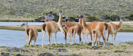 La estepa patagónica es la antesala una gran ldiversidad de flora y fauna, únicas en el mundo.