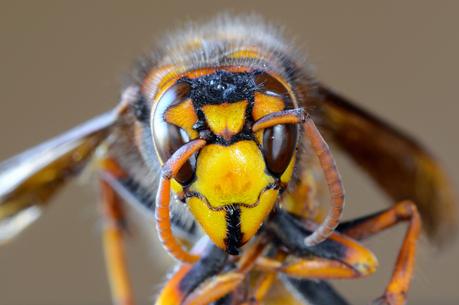 Diferencias entre abejas, avispas y abejorros.