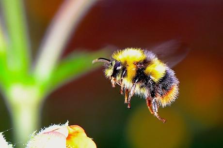 Diferencias entre abejas, avispas y abejorros.