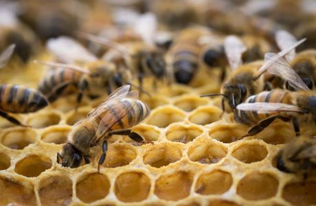 Diferencias entre abejas, avispas y abejorros.