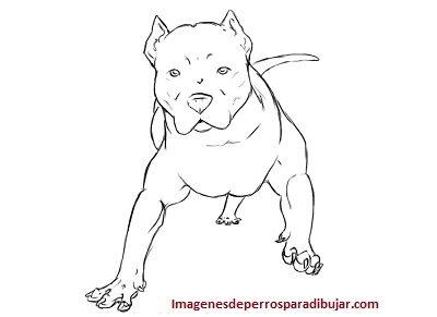 Imagenes de perros pitbull para colorear o calcar y pintar - Paperblog