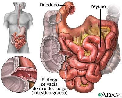 Digestión de Nutrientes Intestino delgado