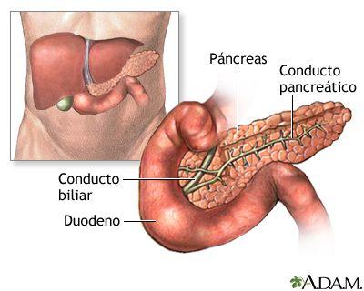 Digestión de Nutrientes páncreas