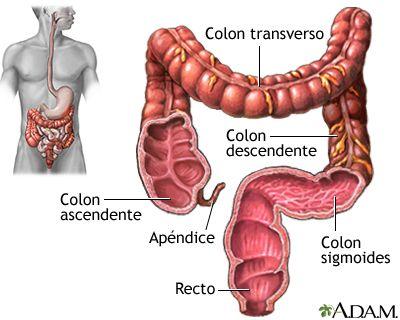 Digestión de Nutrientes intestino grueso