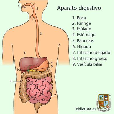 Digestión de Nutrientes aparato digestivo