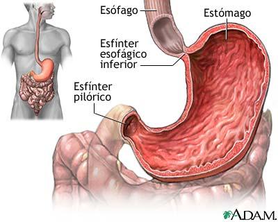 Digestión de Nutrientes estómago