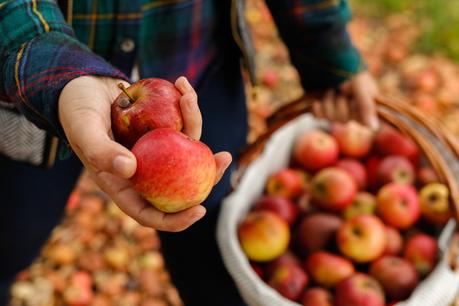 Apple picking (OOTD) Apple picking (OOTD)