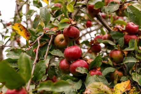Apple picking (OOTD) Apple picking (OOTD)
