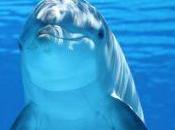 Nadar delfines: experiencia inolvidable