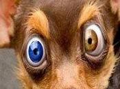 Lentillas lentes contacto para perros tiernos color