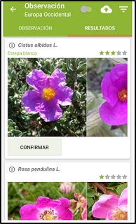 PlantNet, identifica plantas con tu móvil PlantNet, identifica plantas con tu móvil
