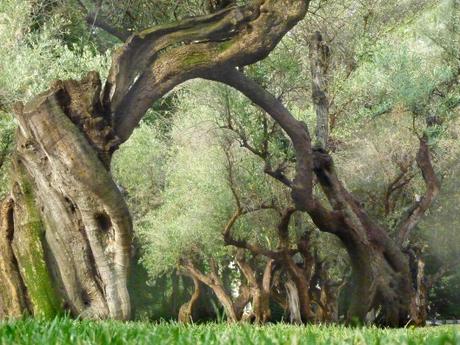 Il Venerdí di Photosatriani N. 132