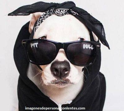 perros pitbull con lentes grandes