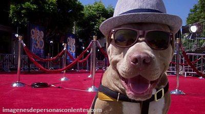 perros pitbull con lentes sombrero