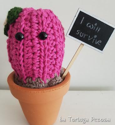 CACTUS TOUCH OF PINK