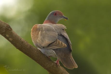 Paloma colorada (Pale vented pigeon) Patagioenas cayennensis