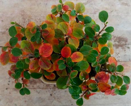 Un poco de otoño solo un poco Un poco de otoño solo un poco