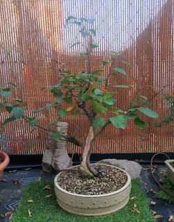 Un poco de otoño solo un poco Un poco de otoño solo un poco