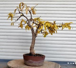 Un poco de otoño solo un poco Un poco de otoño solo un poco