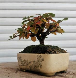 Un poco de otoño solo un poco Un poco de otoño solo un poco