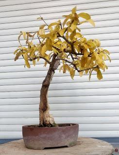 Un poco de otoño solo un poco Un poco de otoño solo un poco