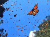 mariposas Insectos Peligro