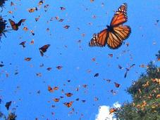 mariposas Insectos Peligro