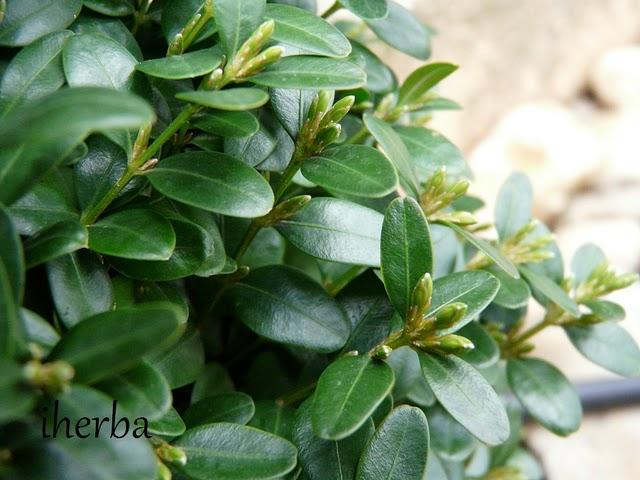 Estamos en primavera