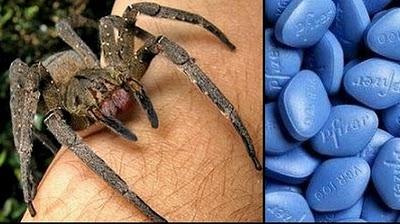 Descubren que veneno de araña es tan poderoso como el viagra