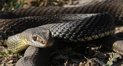 Culebra bastarda (Malpolon monspessulanus)