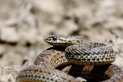 Culebra bastarda (Malpolon monspessulanus)