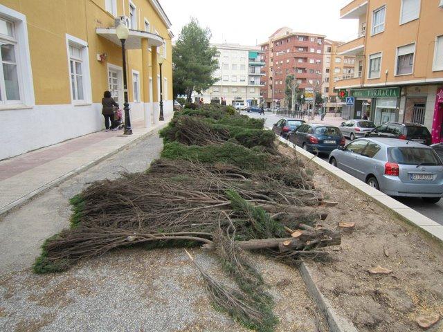 Tant molestaven aquests xiprers?