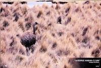 PREMIO “Especies en peligro de extinción” de la Fundación Estás Vivo, La Paz, Bolivia, 1 de marzo de 2011