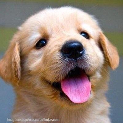 4 Fotos de perritos tiernos y bonitos peludos para pantalla - Paperblog