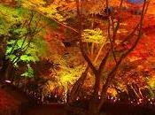 Estoy otoño...