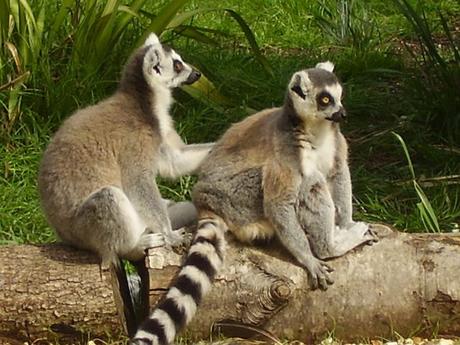 Mil razones para ir a Madagascar