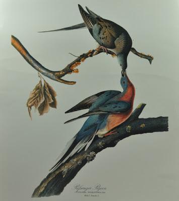 Cuando ser muy abundante no te salva de la extinción