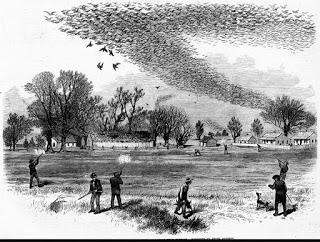 Cuando ser muy abundante no te salva de la extinción