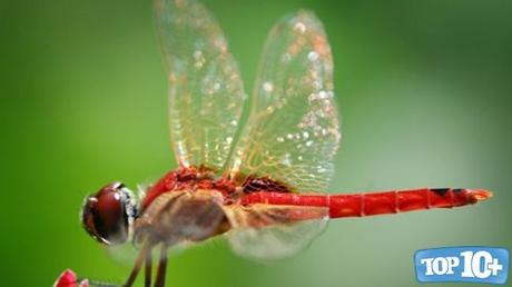 Libélulas -entre-los-10-animales-con-vida-mas-corta-del-mundo