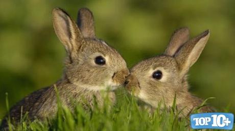 Conejos-entre-los-10-animales-con-vida-mas-corta-del-mundo