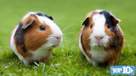 Cavia Porcellus-entre-los-10-animales-con-vida-mas-corta-del-mundo