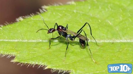 Hormiga voladora-entre-los-10-animales-con-vida-mas-corta-del-mundo