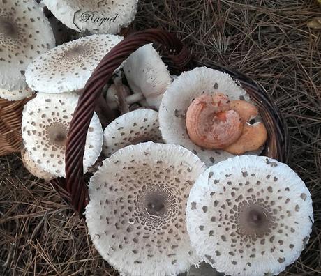 Apagallums rellenos de pollo y verduras gratinados al horno